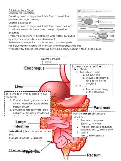 7.4 Chemical Digestion