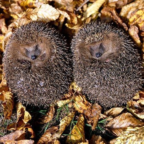 10 Hibernating Animals Climate Change Could Wake Up : TreeHugger