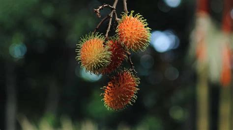 How to Plant, Grow and Care a Rambutan Tree