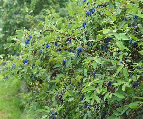 Honeyberry: The Edible Blue Honeysuckle | Jung Seed’s Gardening Blog