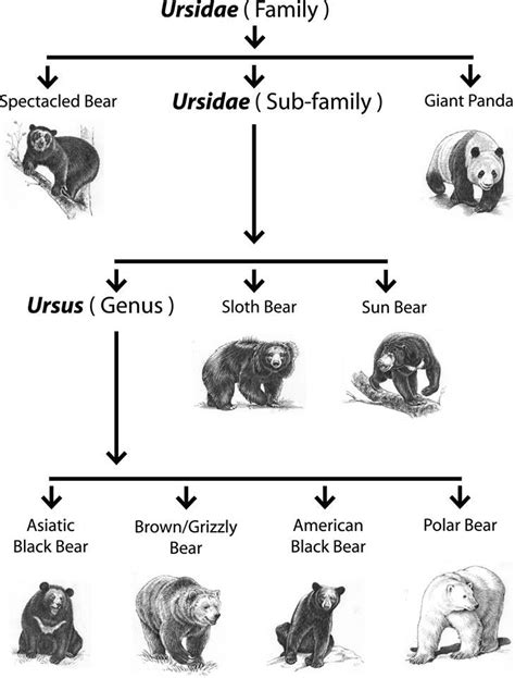 There are eight species of bears, in the family Ursidae. | Spectacled bear, Sloth bear, Ursus