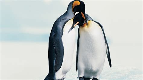 Penguin Cool Wallpapers 5