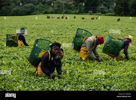 KENYA Kericho, worker pick tea leaves for Lipton tea, tea plantation ...