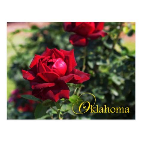 Oklahoma State Flower: Oklahoma Rose Postcard | Zazzle