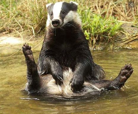 Why We Love Badgers - Funny Badger Stories - Gentlemans Face Care Club