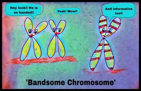 Chromosome Banding.. – The Biotech Notes