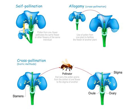 16 Important Differences between Cross Pollination and Self Pollination - CBSE Class Notes ...