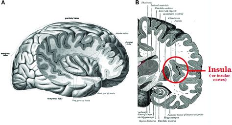 Right Hand, Human Brain » Benjamin C. Kinney - still pruning...