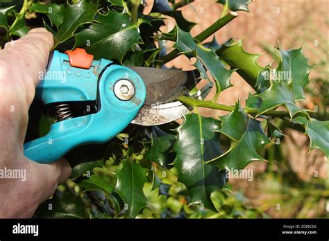 Pruning holly with a secateurs. Bergen, The Netherlands, February Stock Photo - Alamy