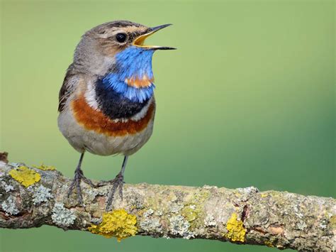 Rare Bird England - unique rare bird