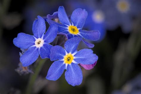 Forget Me Not Flowers Plant - Free photo on Pixabay - Pixabay