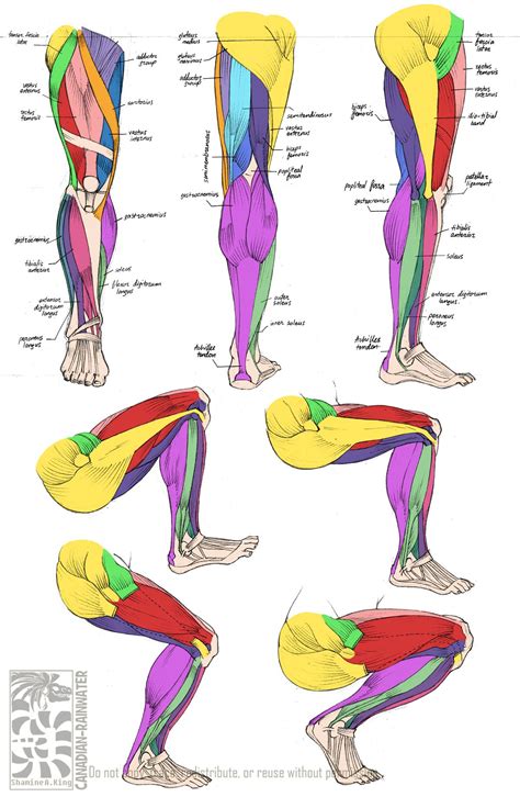 Anatomy Studies에 있는 Rodrigo Balthazar님의 핀 | 다리 해부학, 해부학 그림, 다리 근육