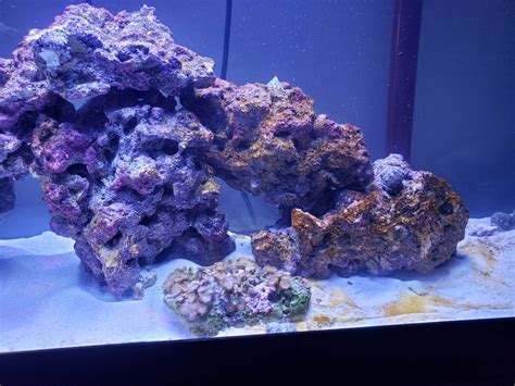 Brown Algae | REEF2REEF Saltwater and Reef Aquarium Forum