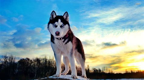 Siberian Husky Wallpapers - Wallpaper Cave | Dogs, Siberian husky, Beautiful dogs