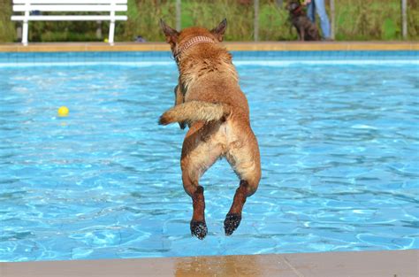 Why Swim Lessons Are Great for Dogs at Any Time of Year | The Dog People by Rover.com