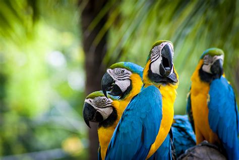 macaw, Parrot, Bird, Tropical, 68 Wallpapers HD / Desktop and Mobile ...