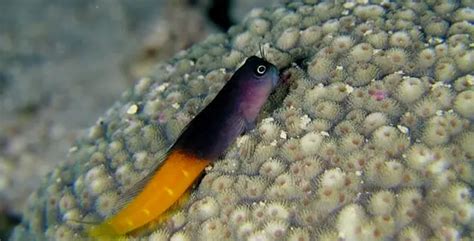 Blenny | Fish Breeds – Information and pictures of saltwater and fresh water fish