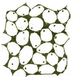 Collenchyma Structure and Function