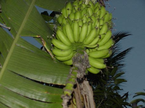 Latundan banana - Wikipedia | trees trees & more trees | Banana, Banana plants, Fruit