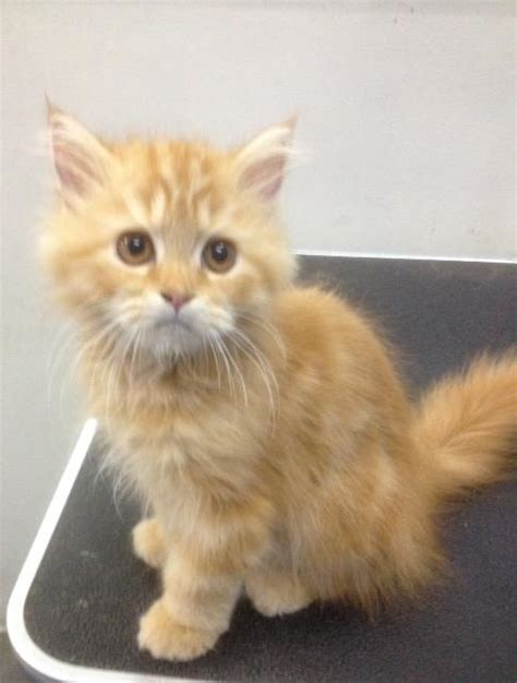 Maine Coon + Persian Kitten Sold - 5 Years 5 Months, Maine Coon Mix Persian Kitten from Ara ...