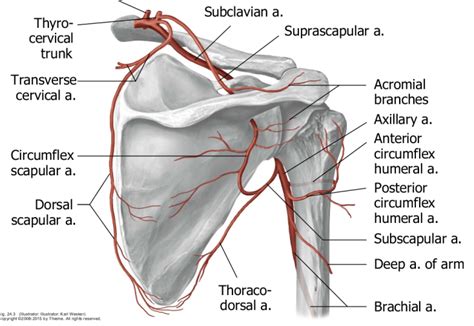 Blood Vessels of the Upper Limb Flashcards - Easy Notecards