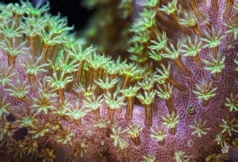 Sarcophyton octocoral, also known as leather coral. A closer look can reveal individual ...