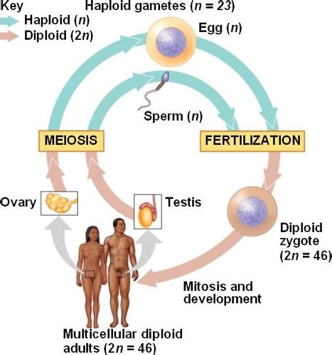 6.G Meiosis & sexual reproduction Flashcards | Quizlet