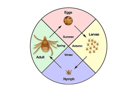 Fleas and Ticks on Dogs - Symptoms & Dissemination