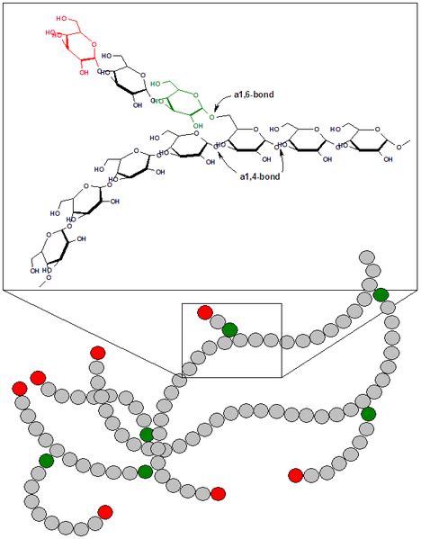 Glycogen - wikidoc