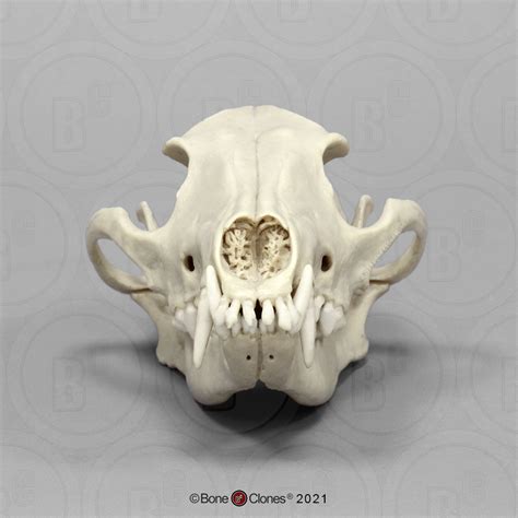 Maned Wolf Skull - Bone Clones - Osteological Reproductions