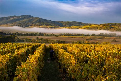 The Best Lesser-Known Wineries on France’s Alsace Wine Route | Here ...