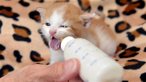 Brown Cat Kitten Is Drinking Mik Using Feeding Bottle HD Cute Cat Wallpapers | HD Wallpapers ...