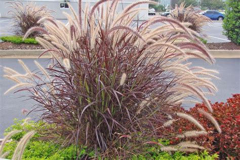 The Best Ornamental Grasses for Fall Color