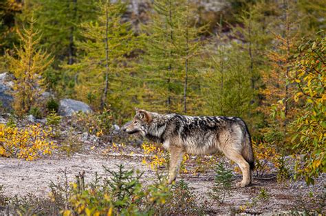 Labrador Wolf (Canis lupus labradorius) – The Wolf Intelligencer