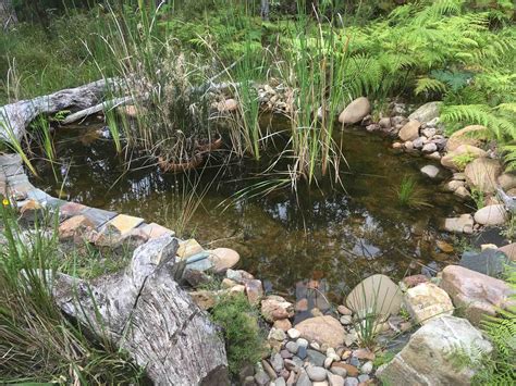 Dragonfly habitats — Life in a Southern Forest