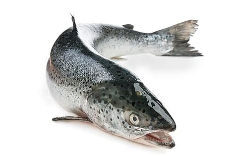 Fresh Whole Salmon 2-3 kg – Ocean Catch Fishmongers