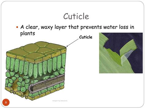 PPT - Diversity Part 2: Plants PowerPoint Presentation, free download ...