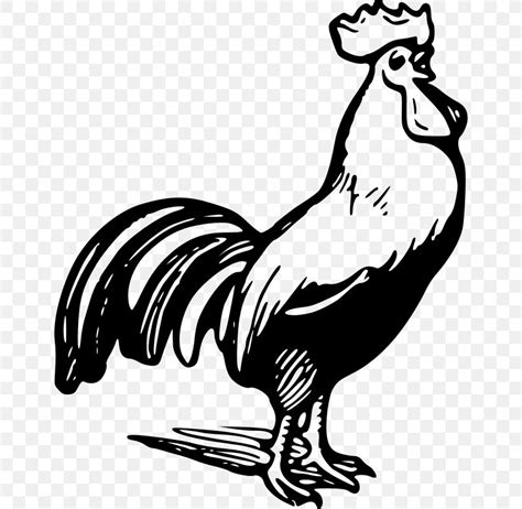 Chicken Rooster Black And White Clip Art, PNG, 800x800px, Chicken, Art ...