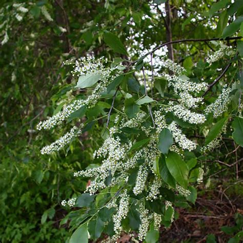 Black Cherry – South St. Louis County Soil & Water