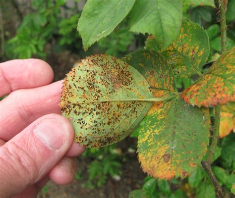 How to Treat Rose Rust - Back Gardener