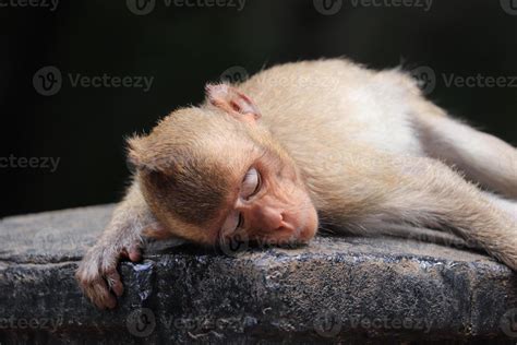 Golden monkey Macaque Sleepy 8012442 Stock Photo at Vecteezy