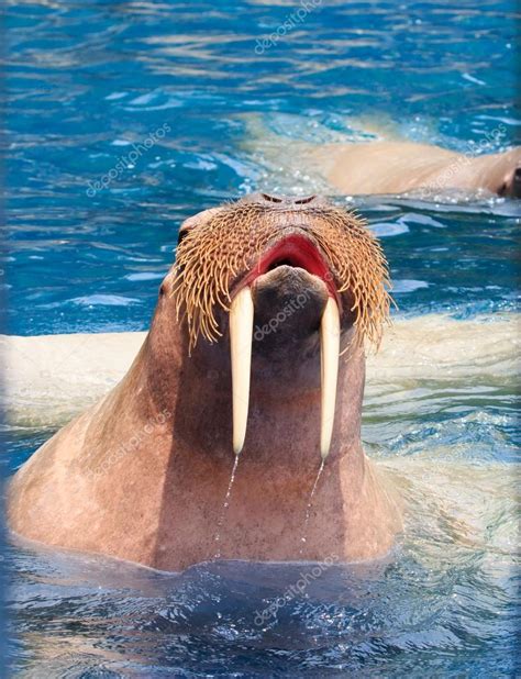 Close up face of walrus with big ivory teeth in deep sea water — Stock Photo © khunaspix #75247595