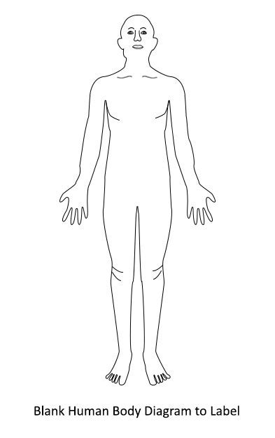 Pulse Points Diagram | Quizlet