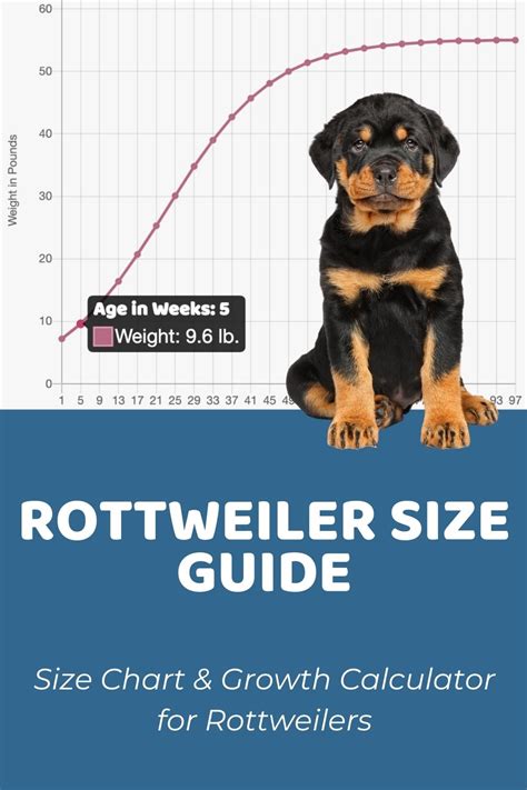 Growth Chart Of Rottweiler