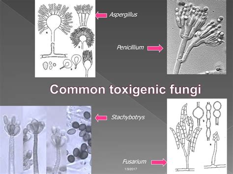 Virulence factors of fungi