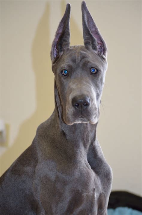 a gray dog with blue eyes sitting on top of a bed