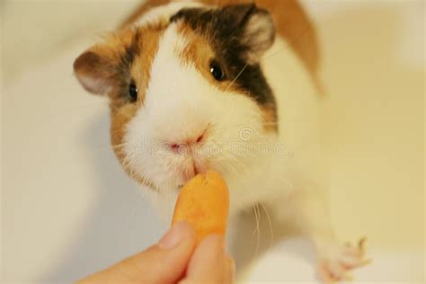 Cute and Funny Guinea Pig is Eating a Carrot Stock Photo - Image of ...