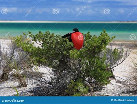 Male Great Frigatebird during Mating Season Stock Image - Image of christmas, exotic: 68402465