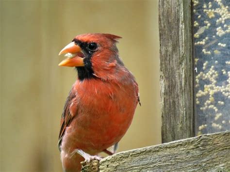 Cardinal Bird Food Guide: Offer Irresistible Eats & Attract Cardinals | Animallama