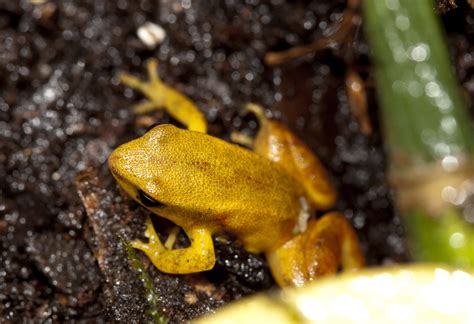 Golden Mantella Breeding - Page 3 - Dendroboard